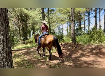 American Quarter Horse, Wallach, 12 Jahre, 163 cm, Buckskin