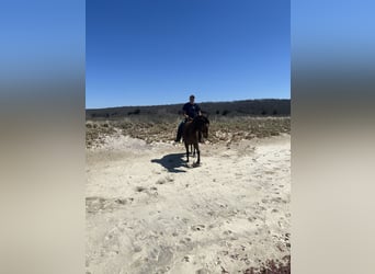 American Quarter Horse, Wallach, 12 Jahre, 163 cm, Buckskin