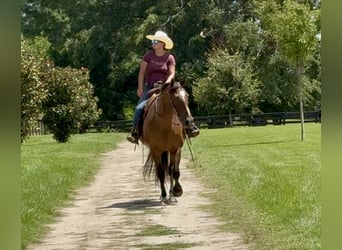 American Quarter Horse, Wallach, 12 Jahre, 163 cm, Buckskin