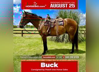 American Quarter Horse, Wallach, 12 Jahre, 163 cm, Buckskin