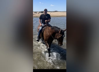 American Quarter Horse, Wallach, 12 Jahre, 163 cm, Buckskin