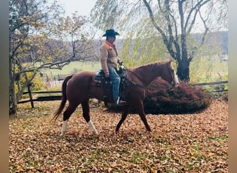 American Quarter Horse, Wallach, 12 Jahre, 163 cm, Dunkelfuchs