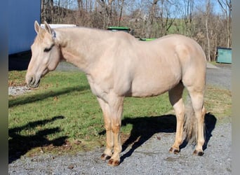 American Quarter Horse Mix, Wallach, 12 Jahre, 163 cm, Palomino