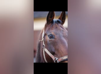 American Quarter Horse, Wallach, 12 Jahre, 163 cm