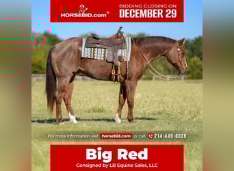 American Quarter Horse, Wallach, 12 Jahre, 163 cm, Roan-Red