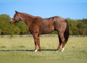 American Quarter Horse, Wallach, 12 Jahre, 163 cm, Roan-Red