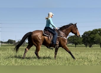 American Quarter Horse, Wallach, 12 Jahre, 163 cm, Rotbrauner