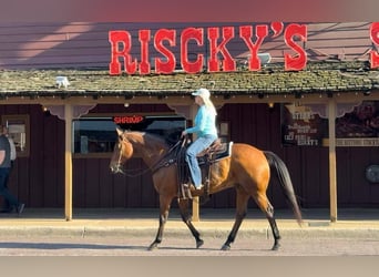 American Quarter Horse, Wallach, 12 Jahre, 163 cm, Rotbrauner