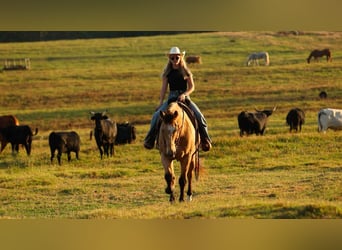 American Quarter Horse, Wallach, 12 Jahre, 168 cm, Buckskin