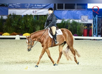 American Quarter Horse, Wallach, 12 Jahre, 169 cm, Fuchs