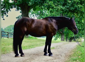 American Quarter Horse, Wallach, 12 Jahre, 175 cm, Rappe