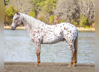 American Quarter Horse, Wallach, 12 Jahre, Brauner