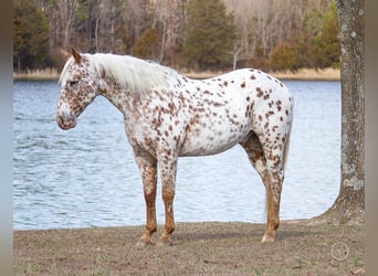 American Quarter Horse, Wallach, 12 Jahre, Brauner