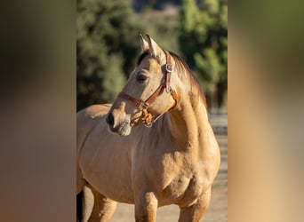 American Quarter Horse, Wallach, 12 Jahre, Buckskin