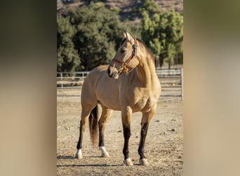 American Quarter Horse, Wallach, 12 Jahre, Buckskin