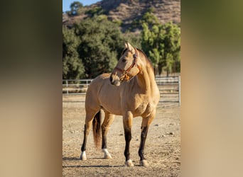 American Quarter Horse, Wallach, 12 Jahre, Buckskin