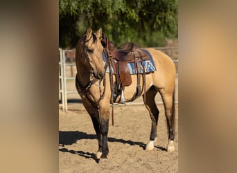 American Quarter Horse, Wallach, 12 Jahre, Buckskin