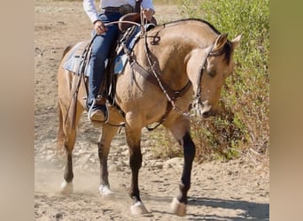 American Quarter Horse, Wallach, 12 Jahre, Buckskin