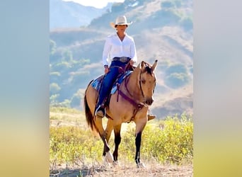 American Quarter Horse, Wallach, 12 Jahre, Buckskin