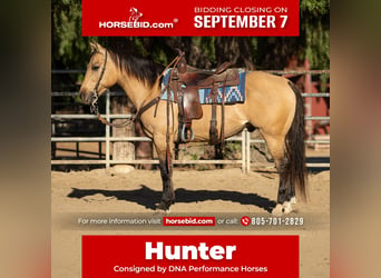 American Quarter Horse, Wallach, 12 Jahre, Buckskin