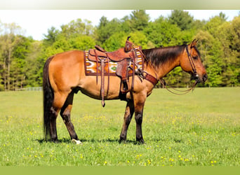 American Quarter Horse, Wallach, 12 Jahre, Buckskin