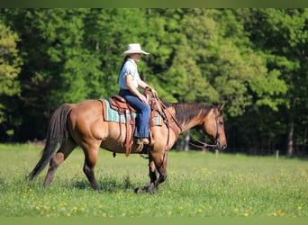 American Quarter Horse, Wallach, 12 Jahre, Buckskin