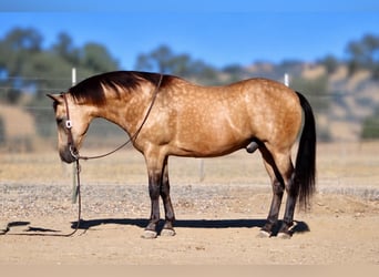 American Quarter Horse, Wallach, 12 Jahre, Buckskin