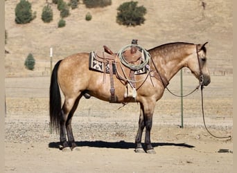 American Quarter Horse, Wallach, 12 Jahre, Buckskin