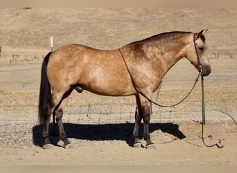 American Quarter Horse, Wallach, 12 Jahre, Buckskin
