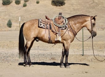 American Quarter Horse, Wallach, 12 Jahre, Buckskin