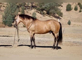 American Quarter Horse, Wallach, 12 Jahre, Buckskin