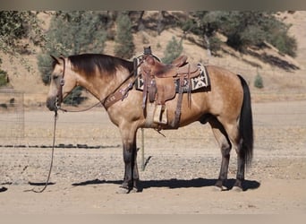 American Quarter Horse, Wallach, 12 Jahre, Buckskin