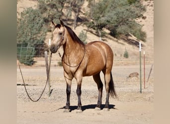 American Quarter Horse, Wallach, 12 Jahre, Buckskin