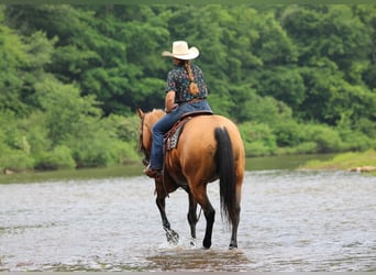 American Quarter Horse, Wallach, 12 Jahre, Buckskin