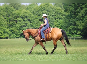 American Quarter Horse, Wallach, 12 Jahre, Buckskin