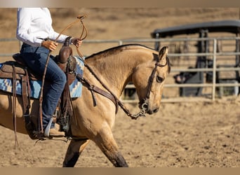 American Quarter Horse, Wallach, 12 Jahre, Buckskin