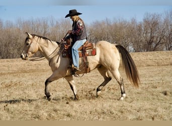 American Quarter Horse Mix, Wallach, 12 Jahre, Buckskin