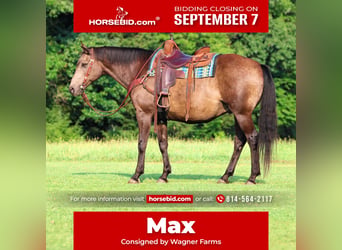 American Quarter Horse, Wallach, 12 Jahre, Buckskin