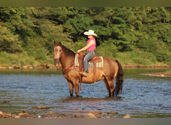 American Quarter Horse, Wallach, 12 Jahre, Buckskin