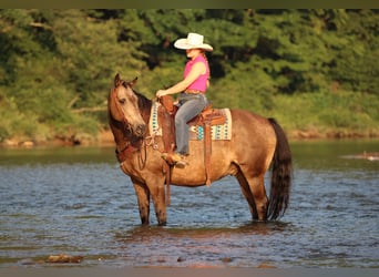 American Quarter Horse, Wallach, 12 Jahre, Buckskin