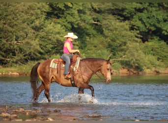American Quarter Horse, Wallach, 12 Jahre, Buckskin