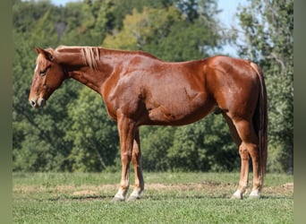 American Quarter Horse, Wallach, 12 Jahre, Dunkelfuchs