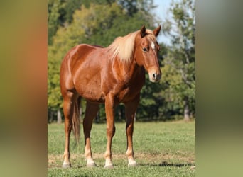 American Quarter Horse, Wallach, 12 Jahre, Dunkelfuchs