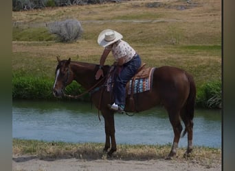 American Quarter Horse, Wallach, 12 Jahre, Dunkelfuchs