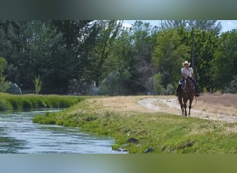 American Quarter Horse, Wallach, 12 Jahre, Dunkelfuchs