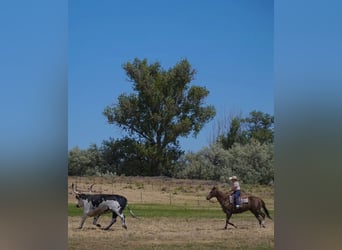 American Quarter Horse, Wallach, 12 Jahre, Dunkelfuchs
