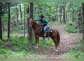 American Quarter Horse Mix, Wallach, 12 Jahre, Dunkelfuchs