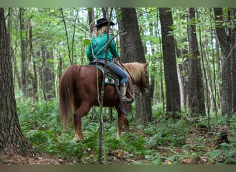 American Quarter Horse Mix, Wallach, 12 Jahre, Dunkelfuchs