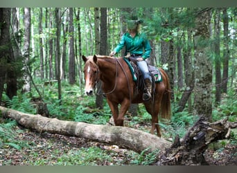 American Quarter Horse Mix, Wallach, 12 Jahre, Dunkelfuchs
