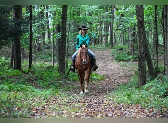 American Quarter Horse Mix, Wallach, 12 Jahre, Dunkelfuchs